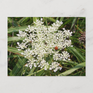 Ladybug on Yarrow Postcard