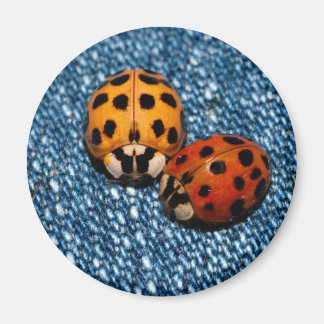 Ladybug Pair Magnet