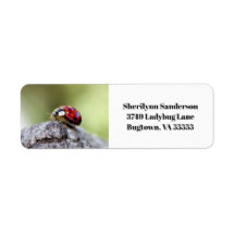 Ladybug Photo