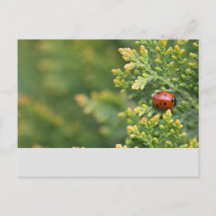 Ladybug Postcard