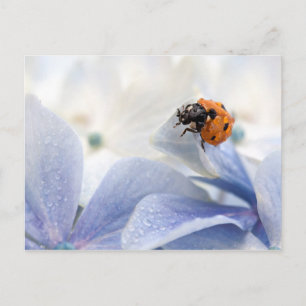 Ladybug Postcard