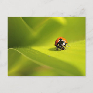 ladybug postcard