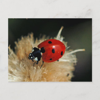 Ladybug postcard