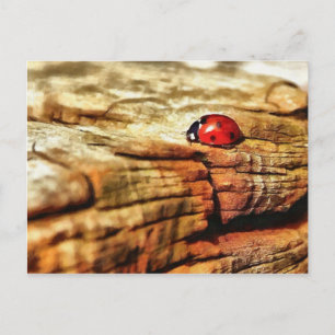 Ladybug Postcard