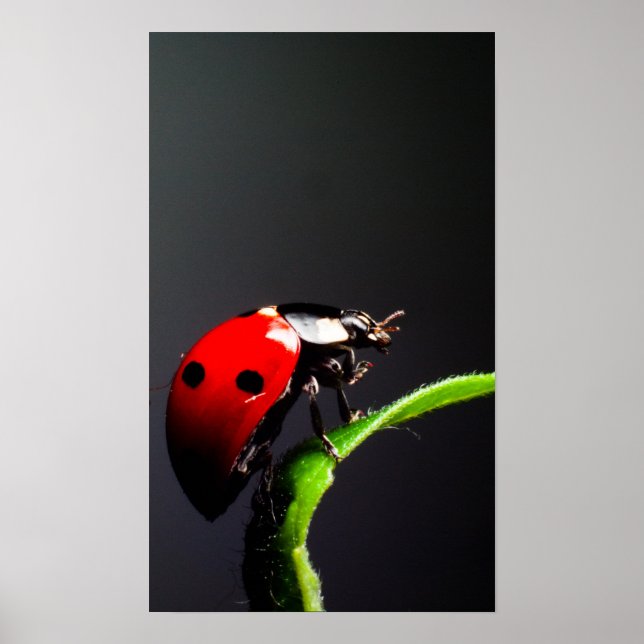 Ladybug Poster (Front)