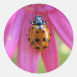Ladybug Sticker