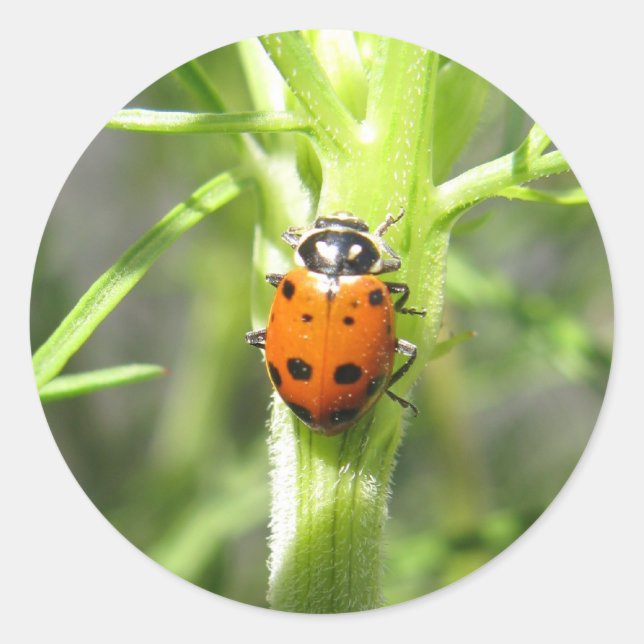 Ladybug Sticker (Front)