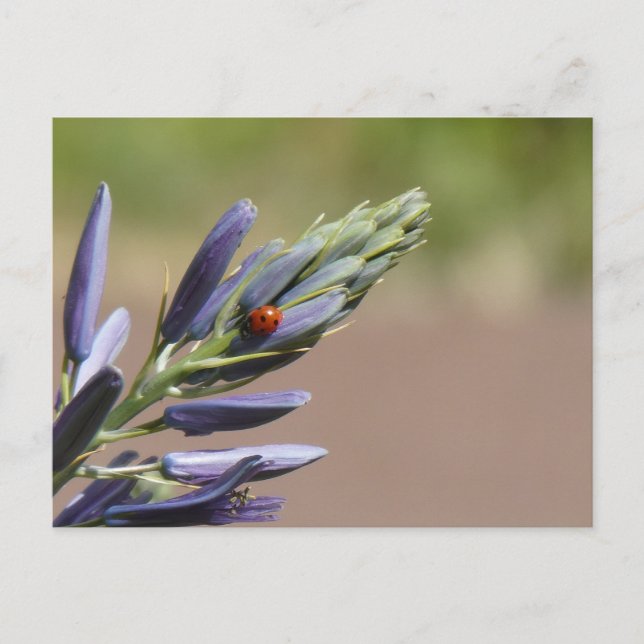 Ladybug sur do-it-yourself carte postale de fleurs (Devant)