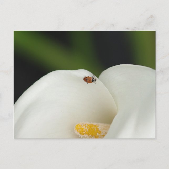 Ladybug sur la carte postale Calla Lily (Devant)