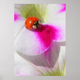 Ladybug sur la pétunia Poster