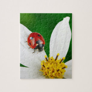 Ladybug sur le puzzle des fleurs