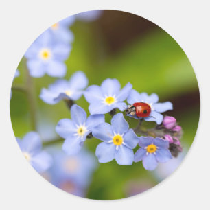 Ladybug sur les autocollants Forget-me-not