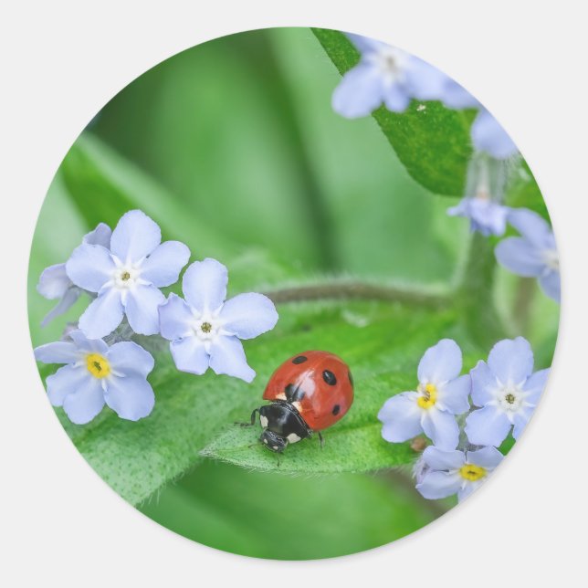 Ladybug sur les autocollants Forget-me-not (Devant)