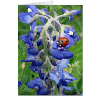 Ladybug sur Texas Bluebonnet