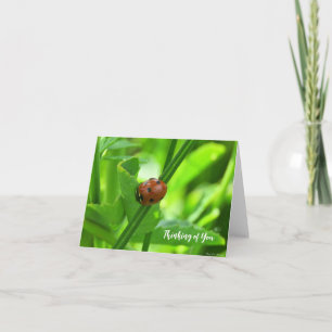 Ladybug - Thinking of You Card