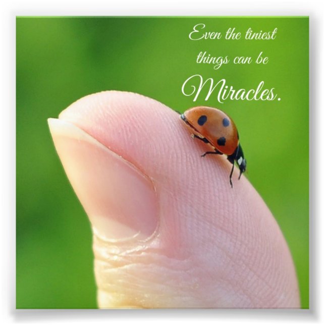 Ladybug Tiny Miracles Quote Square Photo Print (Front)