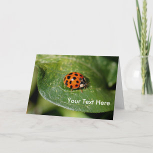 Ladybug Up Close Nature Carte photo