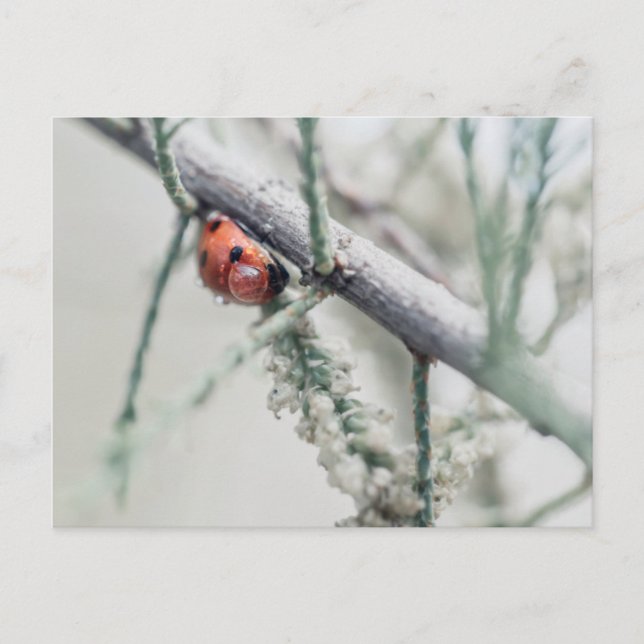 ladybug with droplet on a branch postcard (Front)