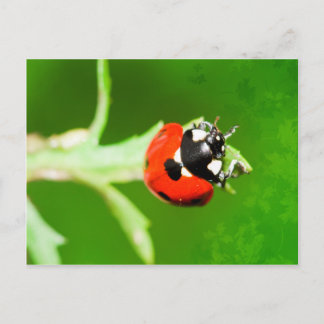 Ladybug with green leaves postcard