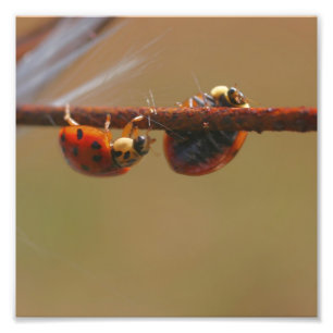 Ladybugs Balancing Close Up 8x8 Photo Print