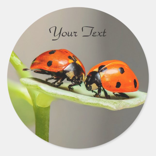 Ladybugs Beetles Classic Round Sticker (Front)
