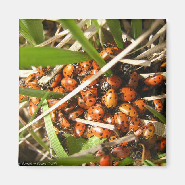 Ladybugs (Coccinellidae) Magnet (Front)