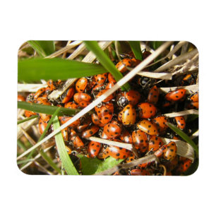Ladybugs (Coccinellidae) Magnet