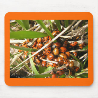 Ladybugs (Coccinellidae) Mouse Pad