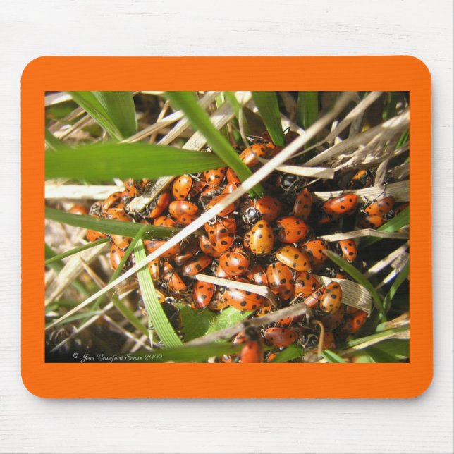 Ladybugs (Coccinellidae) Mouse Pad (Front)