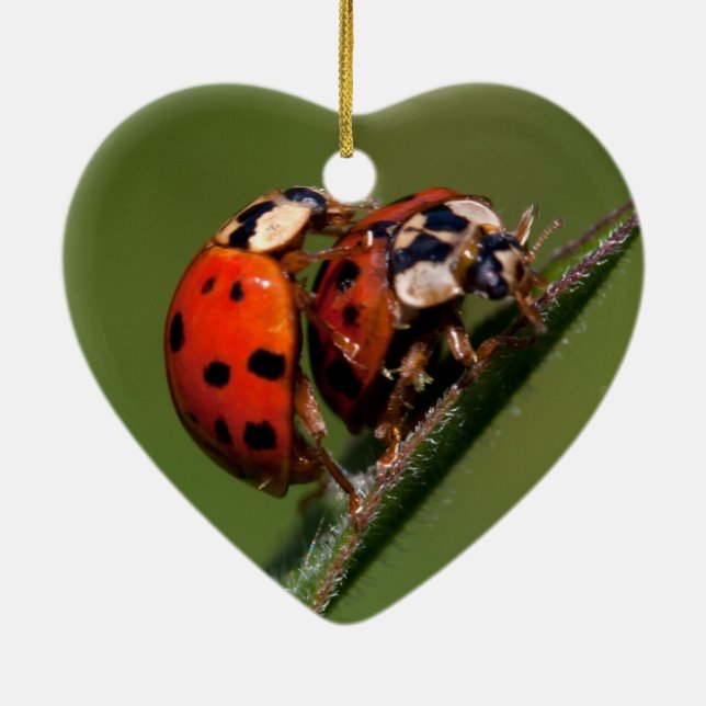 Ladybugs In Love Ceramic Ornament (Back)