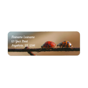 Ladybugs Jouer Suivre L'Adresse Leader