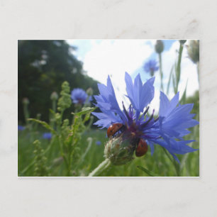 Ladybugs Meeting on Cornflower DIY Postcard