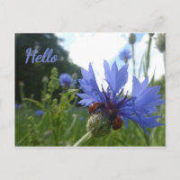 Ladybugs Meeting on Cornflower HELLO Postcard