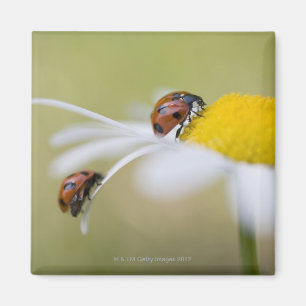 Ladybugs on an oxeye daisy, Biei, Hokkaido, Magnet