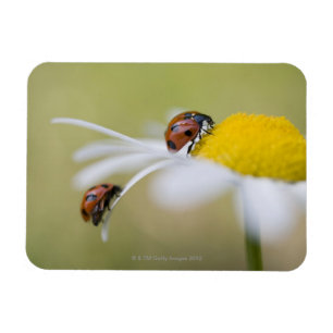 Ladybugs on an oxeye daisy, Biei, Hokkaido, Magnet