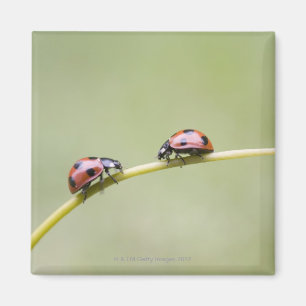 Ladybugs on stem, Biei, Hokkaido, Japan Magnet