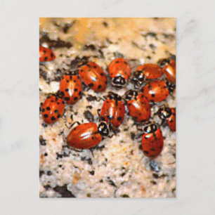 Ladybugs Postcard