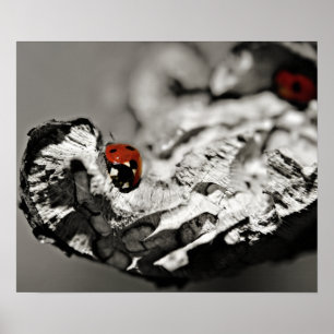 Ladybugs Poster