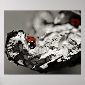 Ladybugs Poster