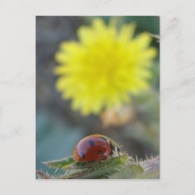 Ladybug's World Postcard (Front)
