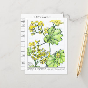 Lady's Mantle Materia Medica Monograph Herbal  Postcard