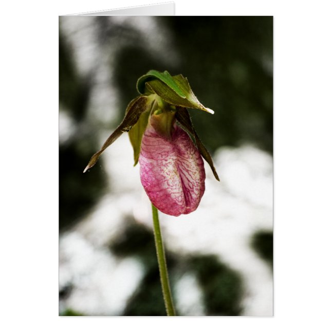 Lady's Slipper #8299 Card (Front)