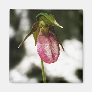 Lady's Slipper #8299 Magnet
