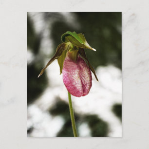 Lady's Slipper #8299 Postcard