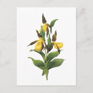 lady's slipper(Cypripedium sp.) by Redouté Postcard
