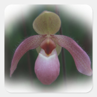 Lady's Slipper Orchid Square Sticker