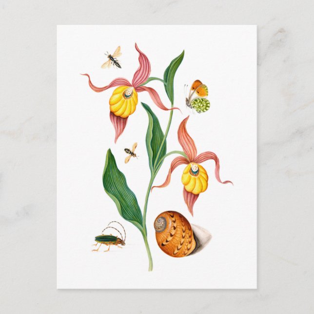 Lady's slipper orchid - Vintage Botanical Art - Postcard (Front)