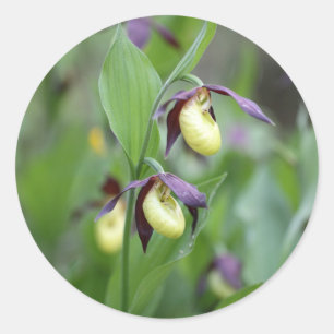 Ladys slipper Orchids (Cypripedium calceolus) Classic Round Sticker