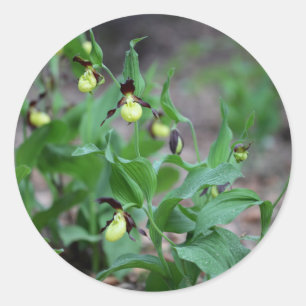 Ladys slipper Orchids (Cypripedium calceolus) Classic Round Sticker