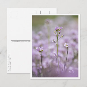 Lady's Smock Nature Photo Postcard